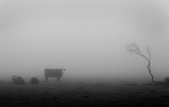 Cow in Fog #7208