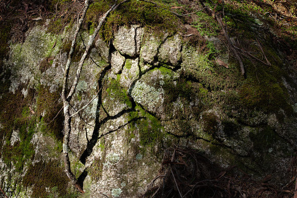 2. FORSHADOWING. Verb. - Language group: FOREST      Meaning: Telling a tree story to the nearest rock